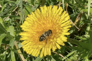 Biene auf Löwenzahn quer