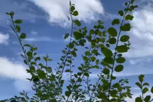 Zweige mit Blättern im Himmel